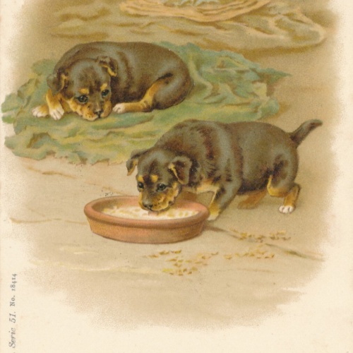 Motiv - Karte von zwei Welpen Ansichtskarte (10361)