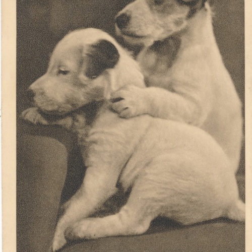 Motiv - Karte von zwei Foxterrier Welpen Ansichtskarte (10380)