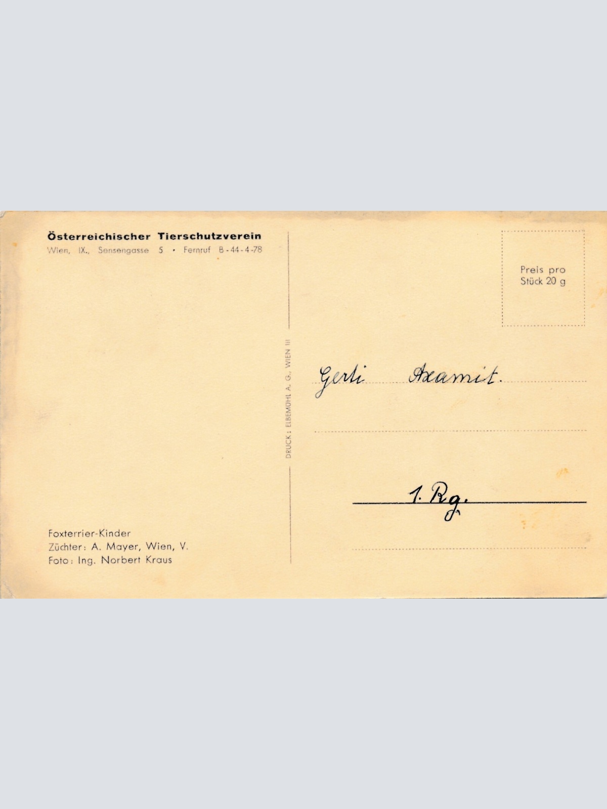 Motiv - Karte von zwei Foxterrier Welpen Ansichtskarte (10380)