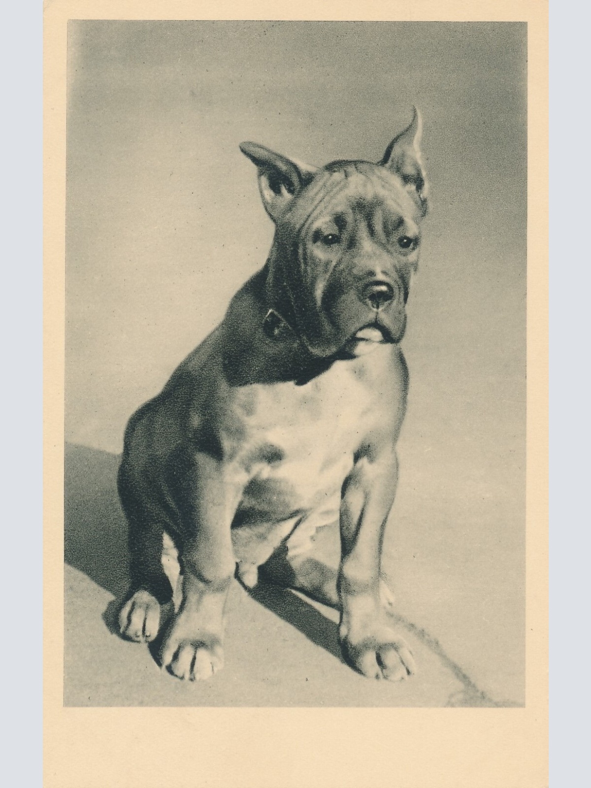 Motiv - Karte von einem Deutschen Boxer Hund Ansichtskarte (10384)