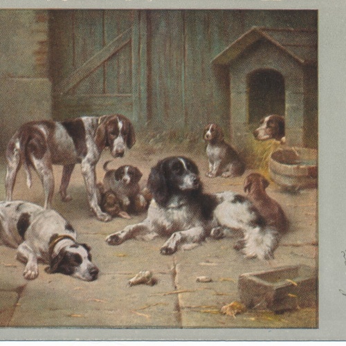 Motiv - Karte von neun Hunden Ansichtskarte (10364)