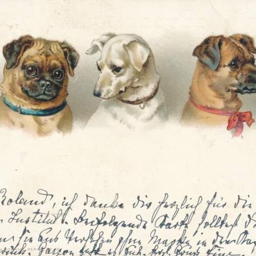 Motiv - Karte von drei Hunden verschiedene Rassen Ansichtskarte (10360)