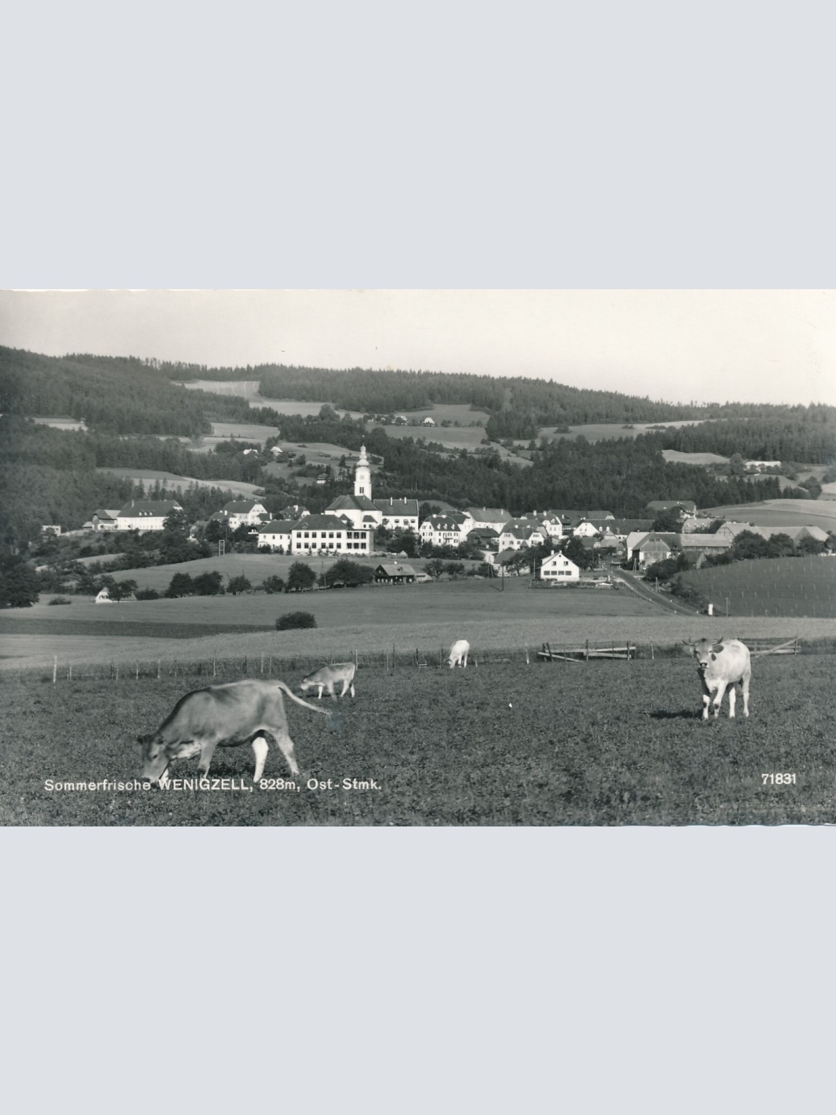 AK aus Wenigzell mit Kühen Steiermark Ansichtskarte (12036)