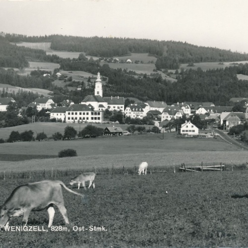 AK aus Wenigzell mit Kühen Steiermark Ansichtskarte (12036)