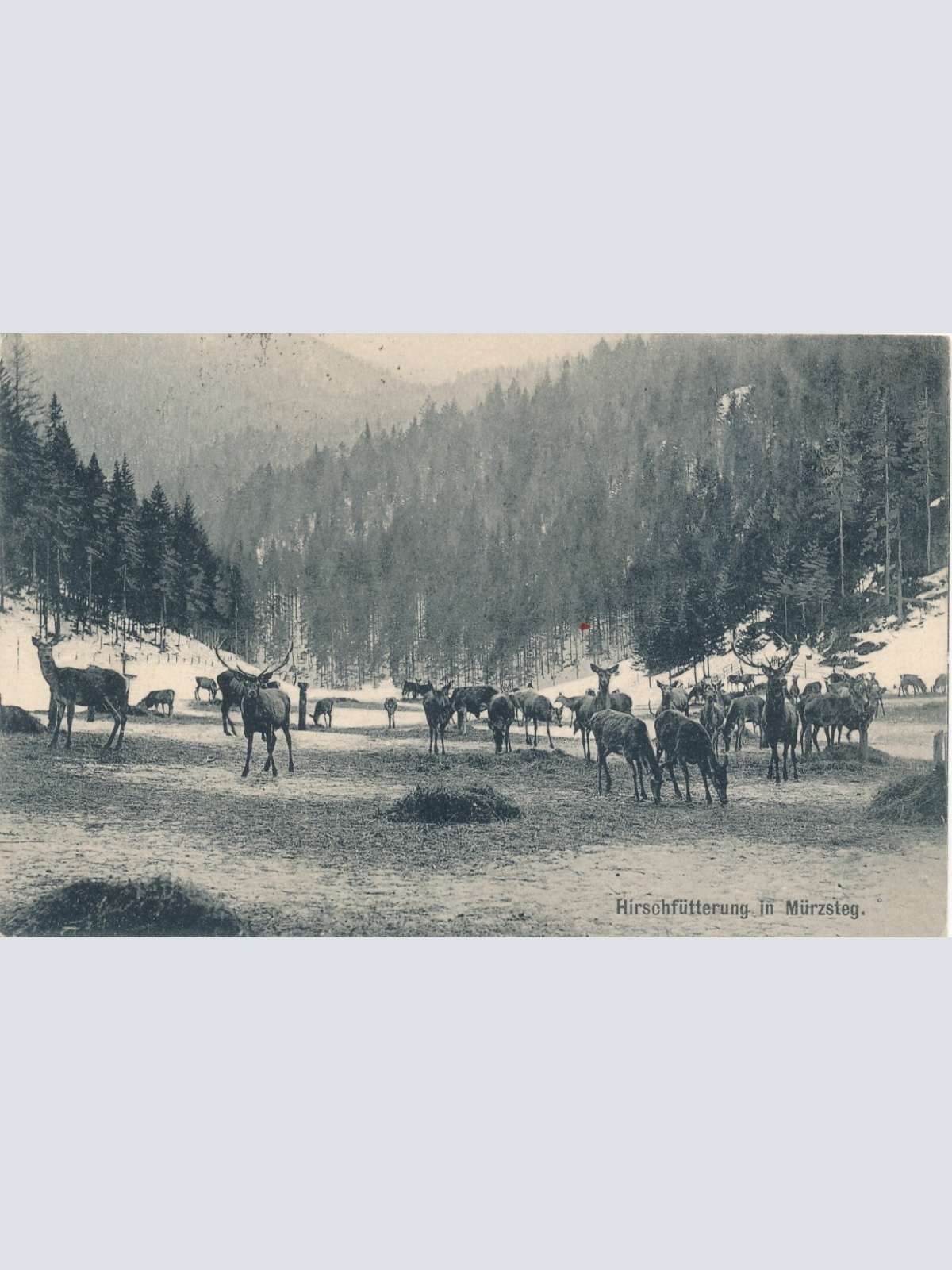 AK aus Mürzsteg mit Hirschfütterung Steiermark Ansichtskarte (12648)