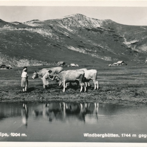 AK aus Windberghütten mit Kühen Steiermark Ansichtskarte (13047)