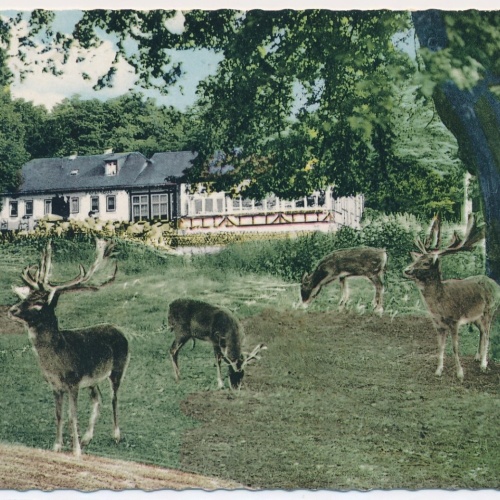 AK, Braunfels a. d. Lahn, Hessen, Reh / Hirsch, Ansichtskarte (S4422)