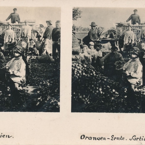 Stereo - Karte aus Spanien Organgen Ernte Sortieren Ansichtskarte (14274)