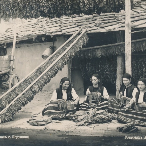 AK Peruschitza Auffädeln von Tabak Ansichtskarte (16929)