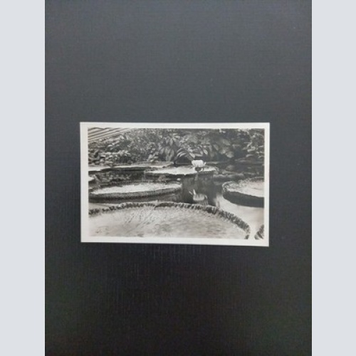 Reservegarten Schönbrunn Wien 400278 Gr