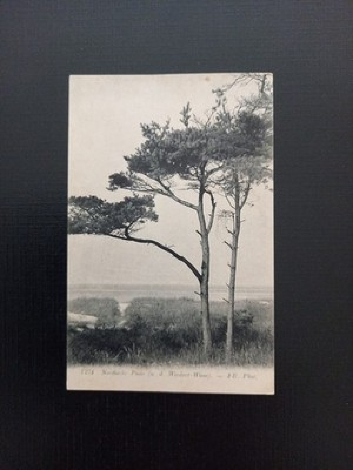 Nordische Pinie A D Wiedort Wiese Gr