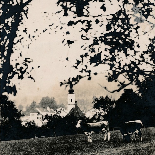 AK aus Haas mit Kühen Oberösterreich Ansichtskarte (18515)