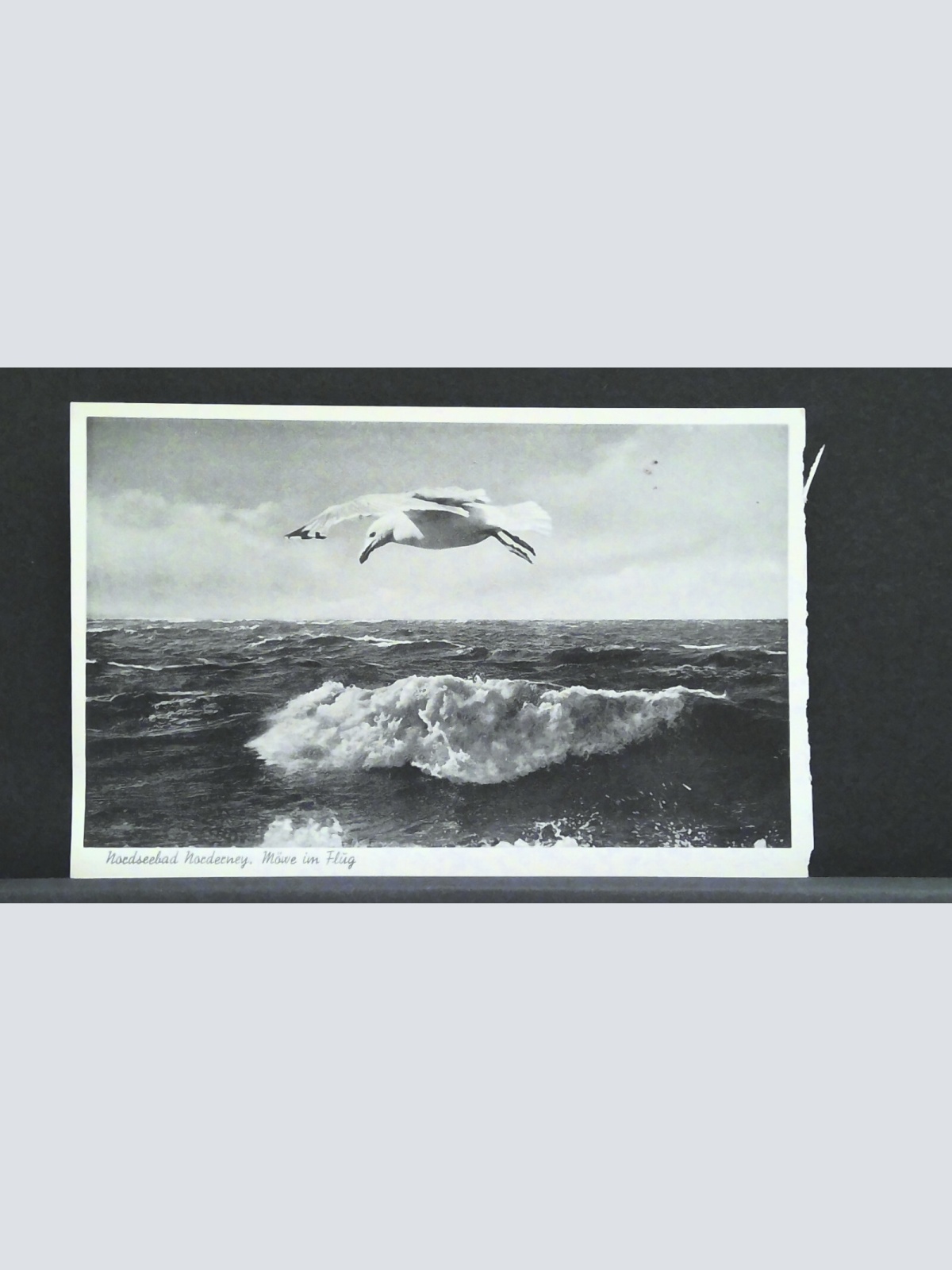 Nordseebad Norderney Möwe im Flug Meer JW 400995 F