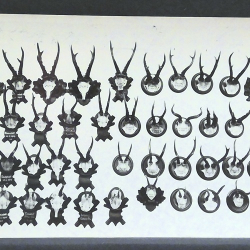 Geweihsammlung Jagd Jagdtrophäen JW 410198 F