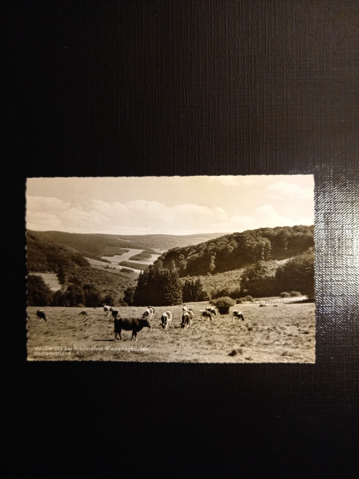 Waldwiese bei Niedersfeld Wiemeringhausen 400328 gr F