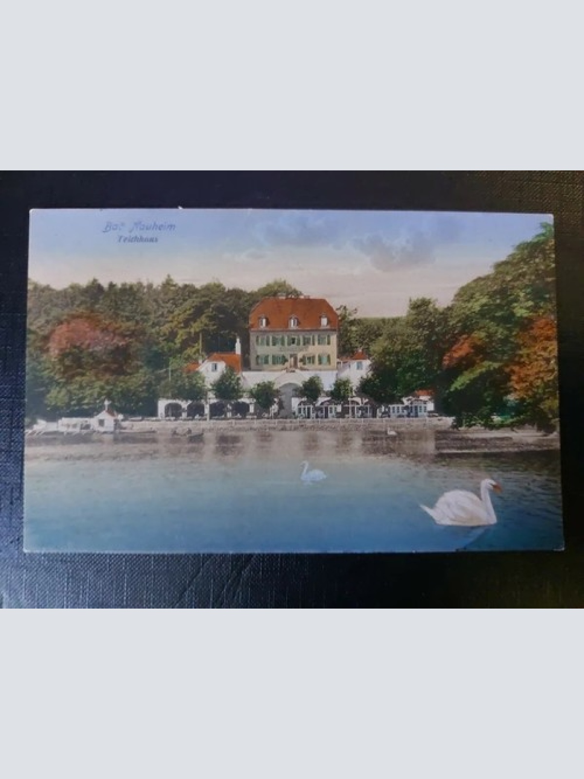 Bad Neuheim Teichhaus Schwäne See Wald 402573 WM F
