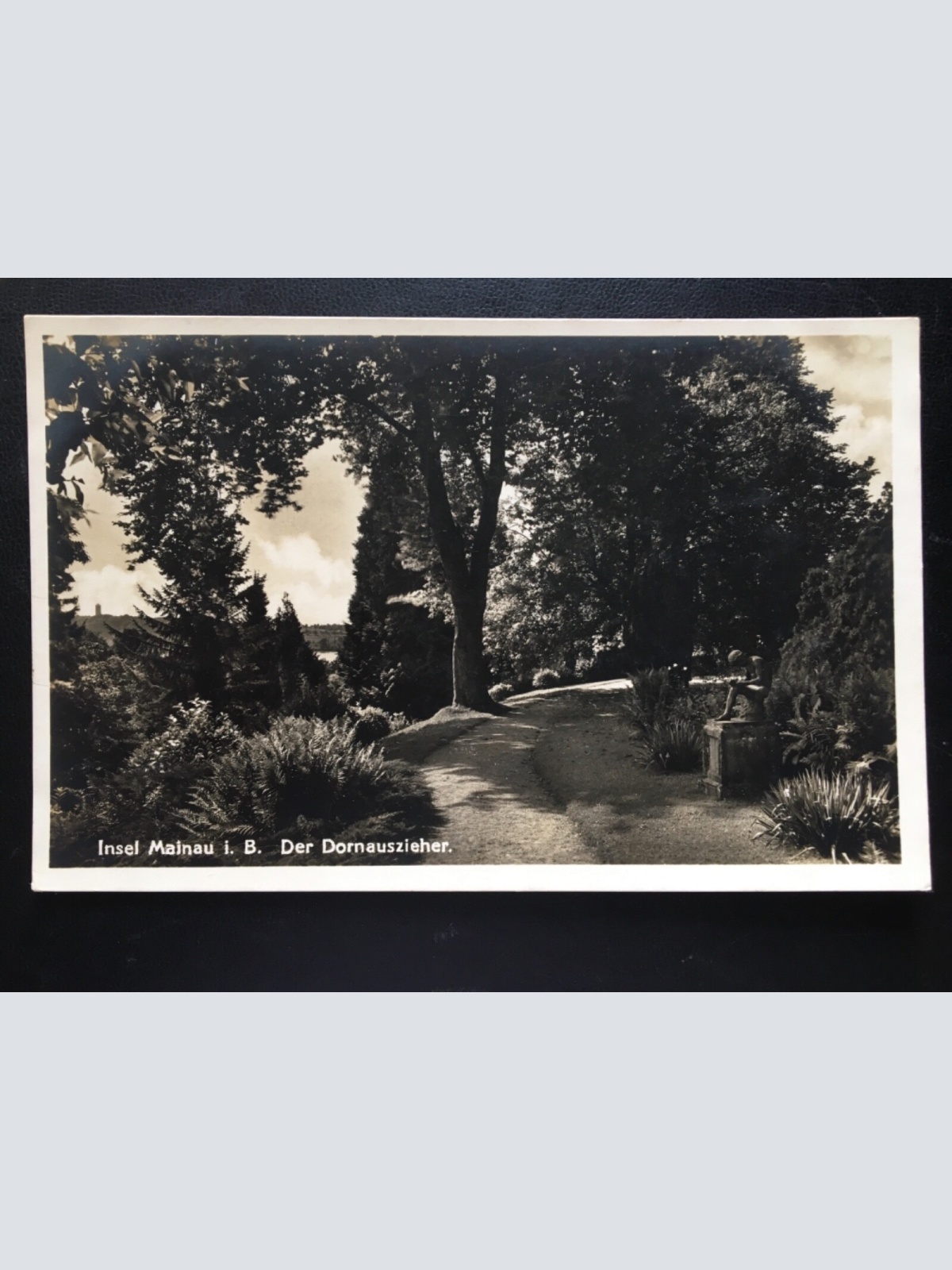 Insel Mainau im Bodensee - Der Dornauszieher - Statue - Baum 180181 TH