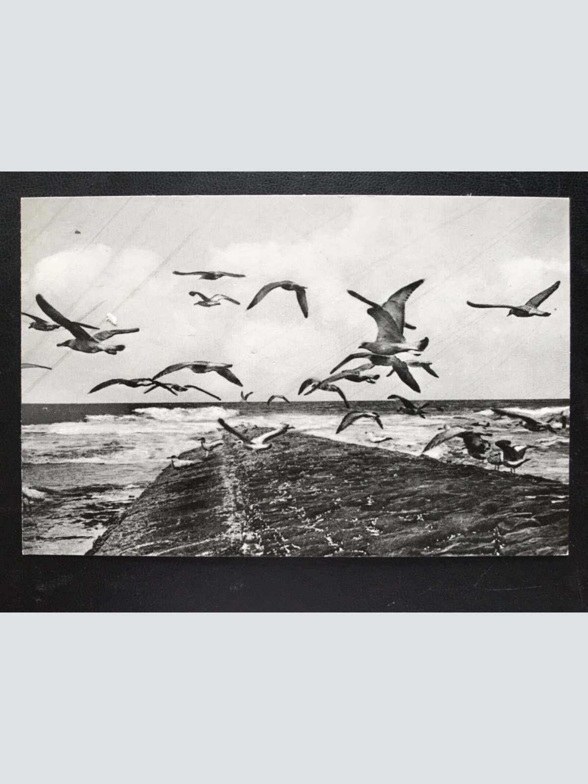 Nordseeheilbad Norderney - An der Buhne - Seevögel 180145 TH